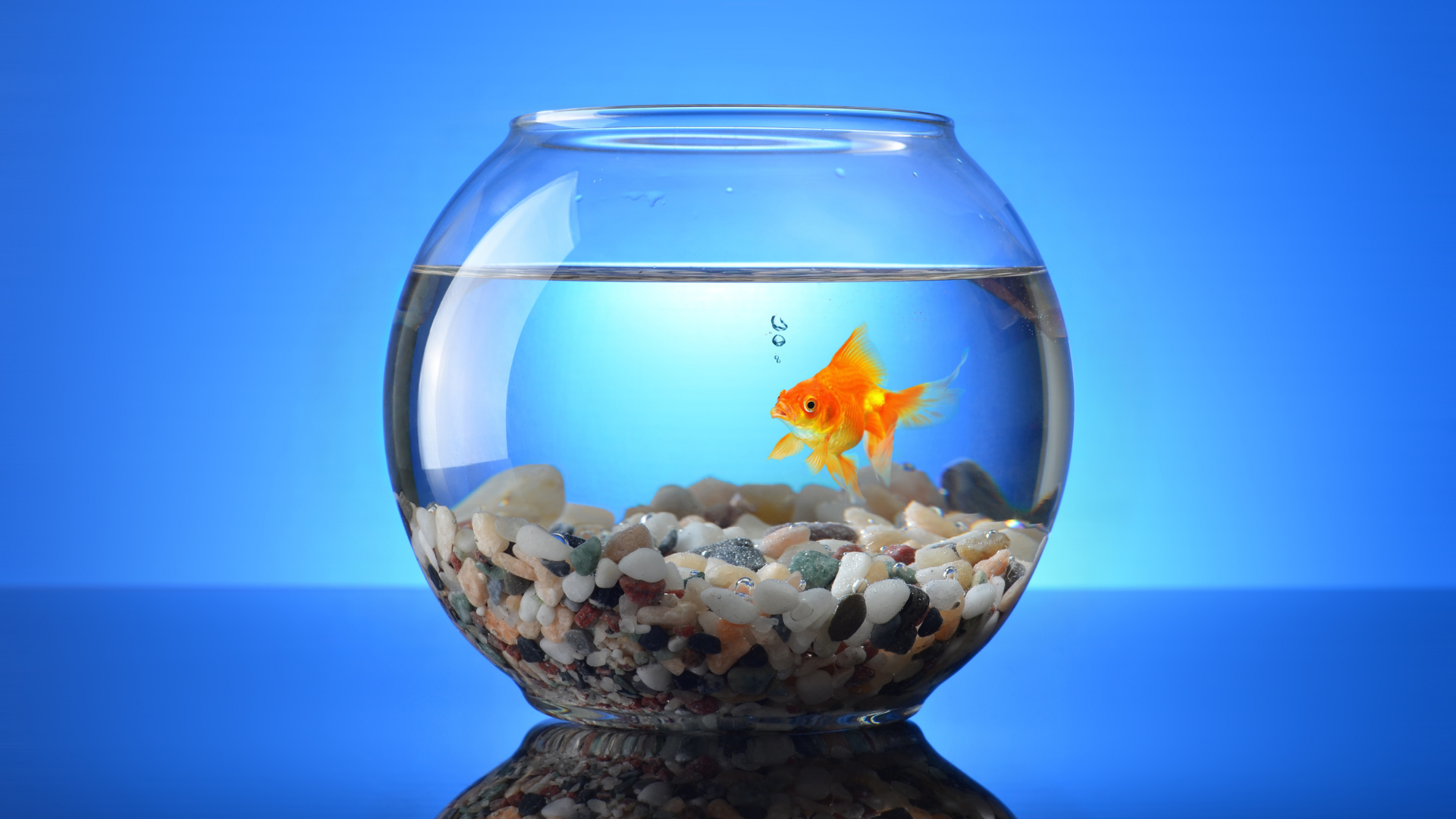 Be a goldfish' and other Ted Lasso wisdom for content designers - Writer